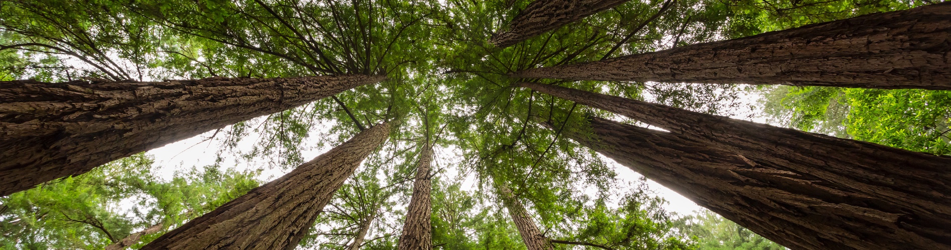 forest banner