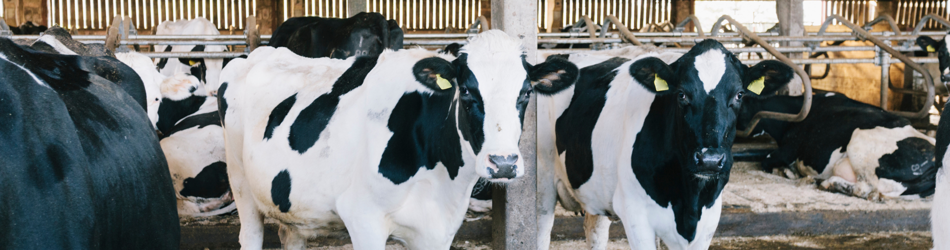 Dairy Header Dairy Header