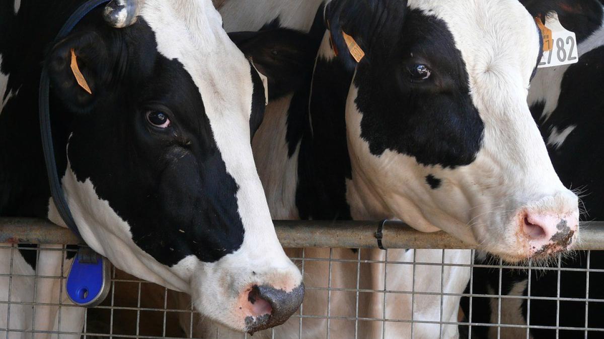 Rep. Costa Welcomes New Era for California Dairy