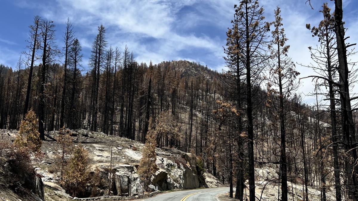 Save our Sequoias act