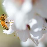 Valley opportunity grows with 2018 Farm Bill