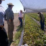 Congressman Costa at TD Willey Farms in Madera, CA
