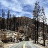 Save our Sequoias act