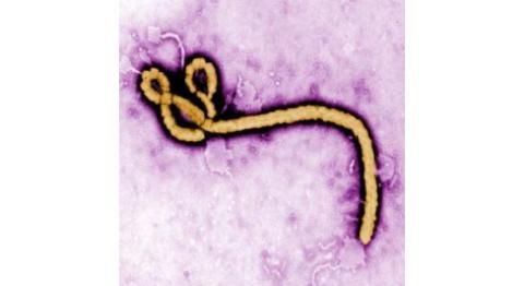Ebola