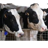 Rep. Costa Welcomes New Era for California Dairy