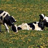 2.13.2017 Cows 